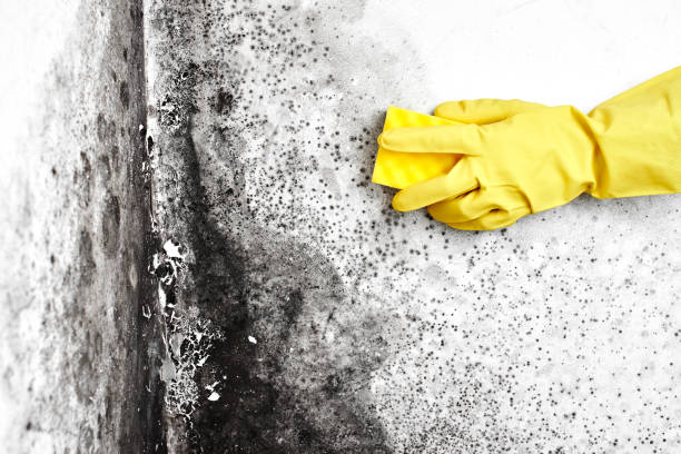 Best Post-Remediation Verification Testing  in Tucson Estates, AZ