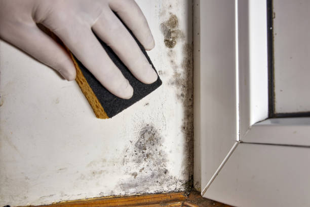 Best Mold Documentation for Insurance Claims  in Tucson Estates, AZ