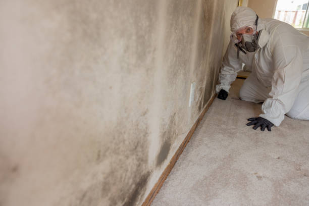 Best Mold-Related Health Consultation  in Tucson Estates, AZ